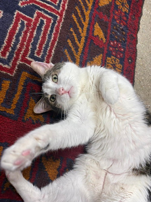 picture of the cat needing adoption
