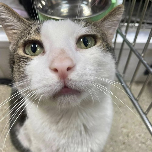 picture of the cat needing adoption