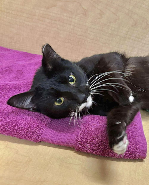 SOPHIE (PEPPER) - Domestic Short Hair available for adoption