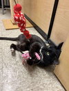 Sophie (Pepper) - Photo 2