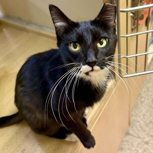 SOPHIE (AKA PEPPER) - Domestic Short Hair available for adoption