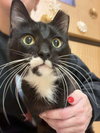 Sophie (aka Pepper) - Photo 2