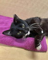 Sophie (aka Pepper) - Photo 4