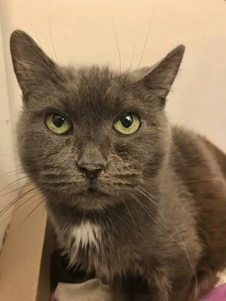 Leto - Domestic Short Hair