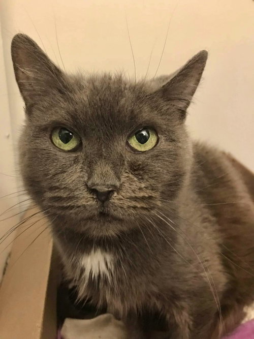 Leto, a cat for adoption from Forever Fortunate Felines