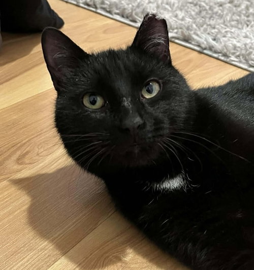 picture of the cat needing adoption