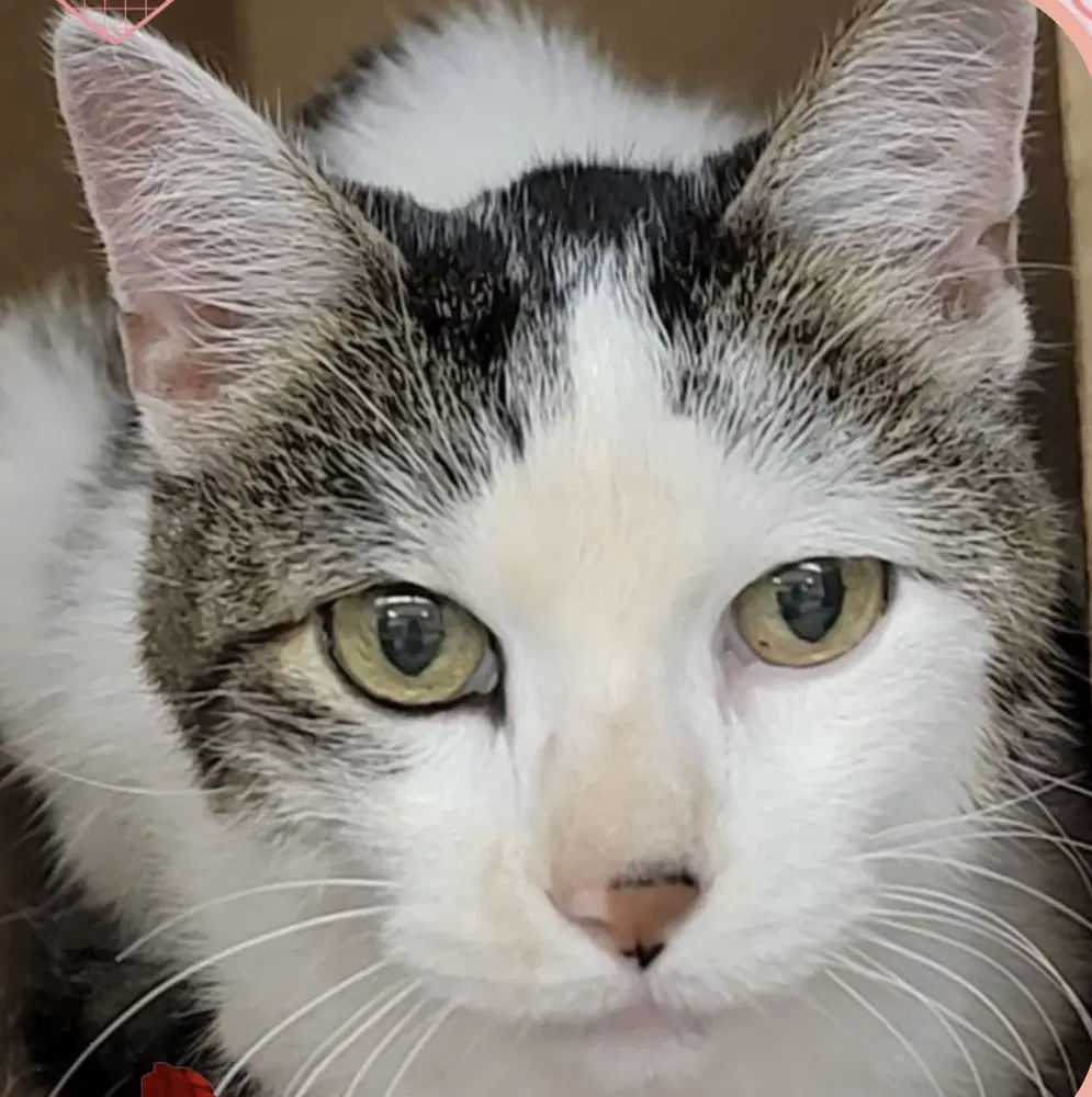 Sparks - Domestic Short Hair