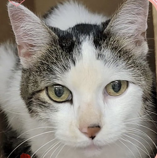 picture of the cat needing adoption