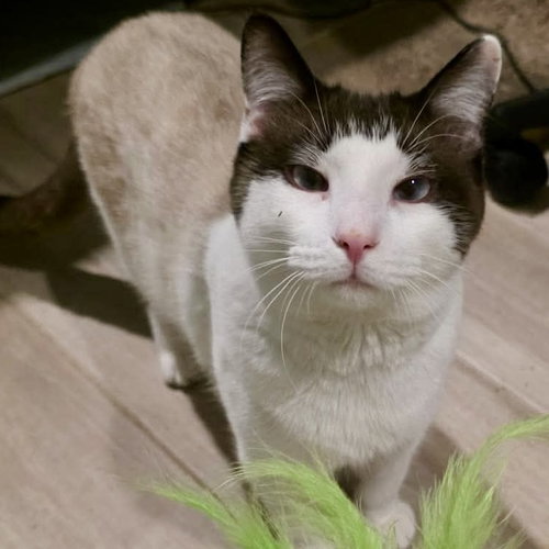 picture of the cat needing adoption