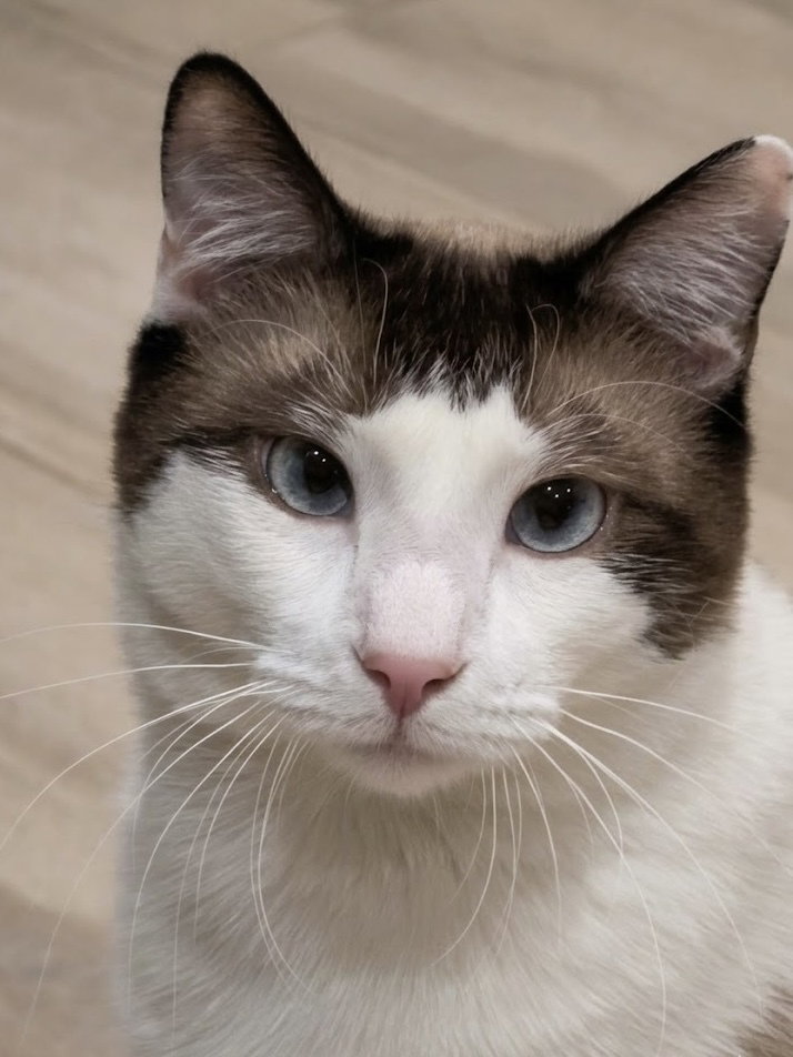 MeiSu (Aka Taunus) Image