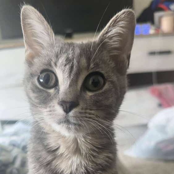 Silver Image