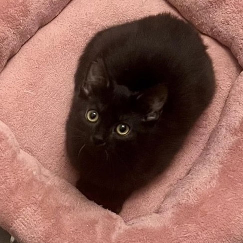 picture of the cat needing adoption