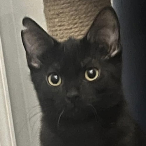 picture of the cat needing adoption
