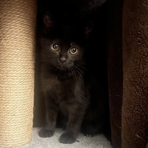 Shadow, Baby Domestic Short Hair, cat for adoption in Orland Park, Illinois