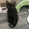 Shadow - Photo 2
