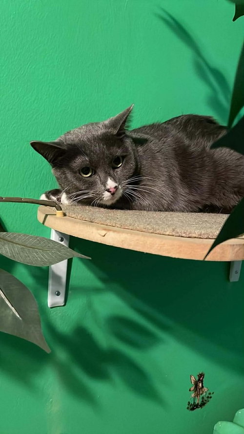 picture of the cat needing adoption