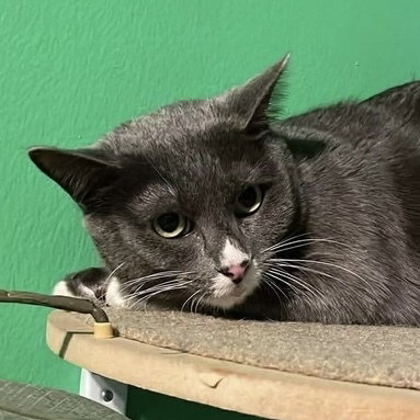 picture of the cat needing adoption