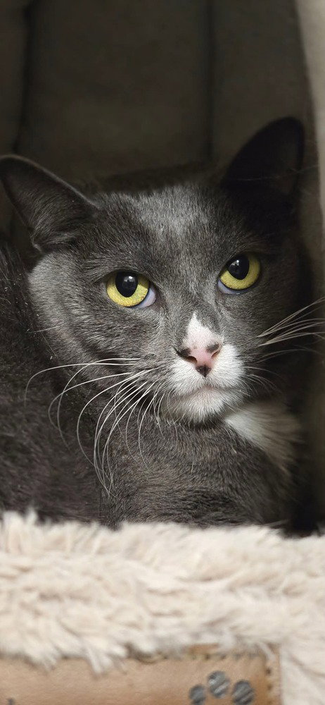 Rachel (aka Monico), an adoptable Domestic Short Hair in Palatine, IL