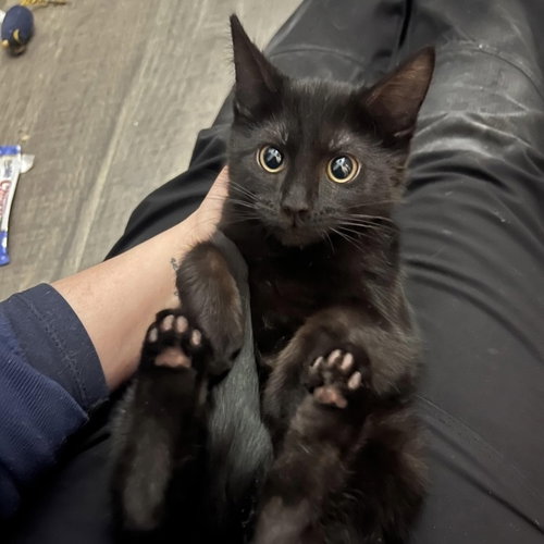Toothless, Baby Domestic Short Hair, cat for adoption in Orland Park, Illinois