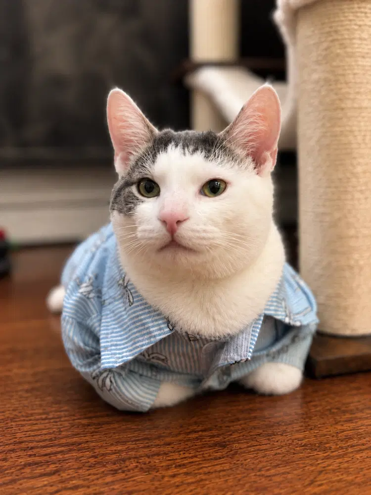 Whiskey - Domestic Short Hair
