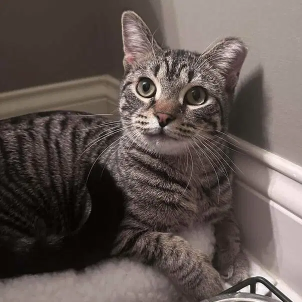 Liam - Domestic Short Hair