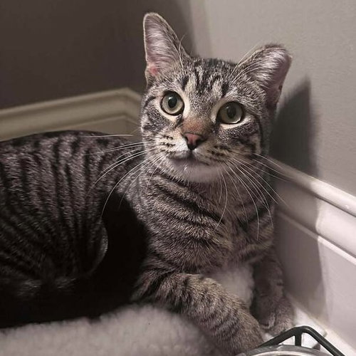 Liam, Baby Domestic Short Hair, cat for adoption in Orland Park, Illinois