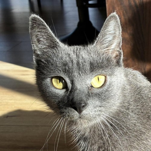 picture of the cat needing adoption
