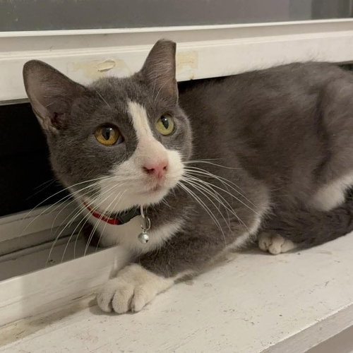 picture of the cat needing adoption