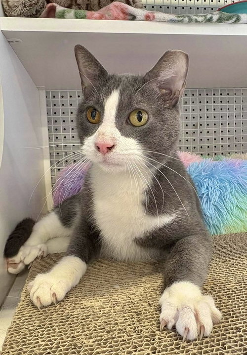 Blue, Adult Domestic Short Hair, cat for adoption in Orland Park, Illinois