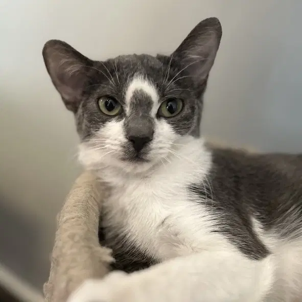Patty - Domestic Short Hair