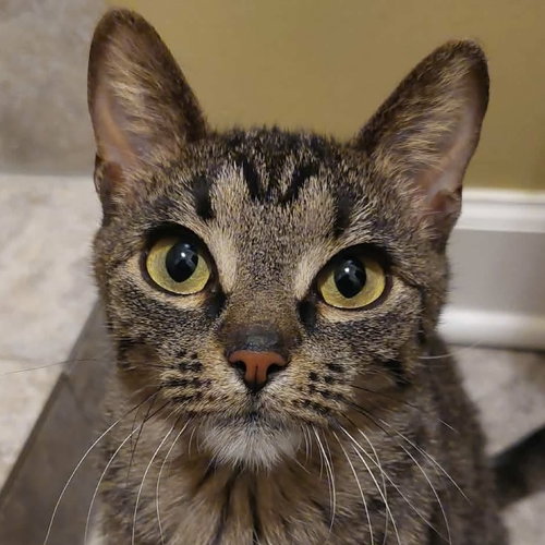 picture of the cat needing adoption