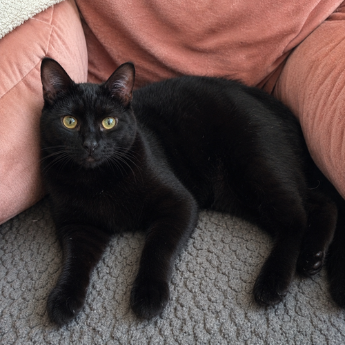 Shuri (aka Goose)