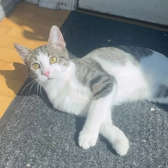 Layla - Domestic Short Hair