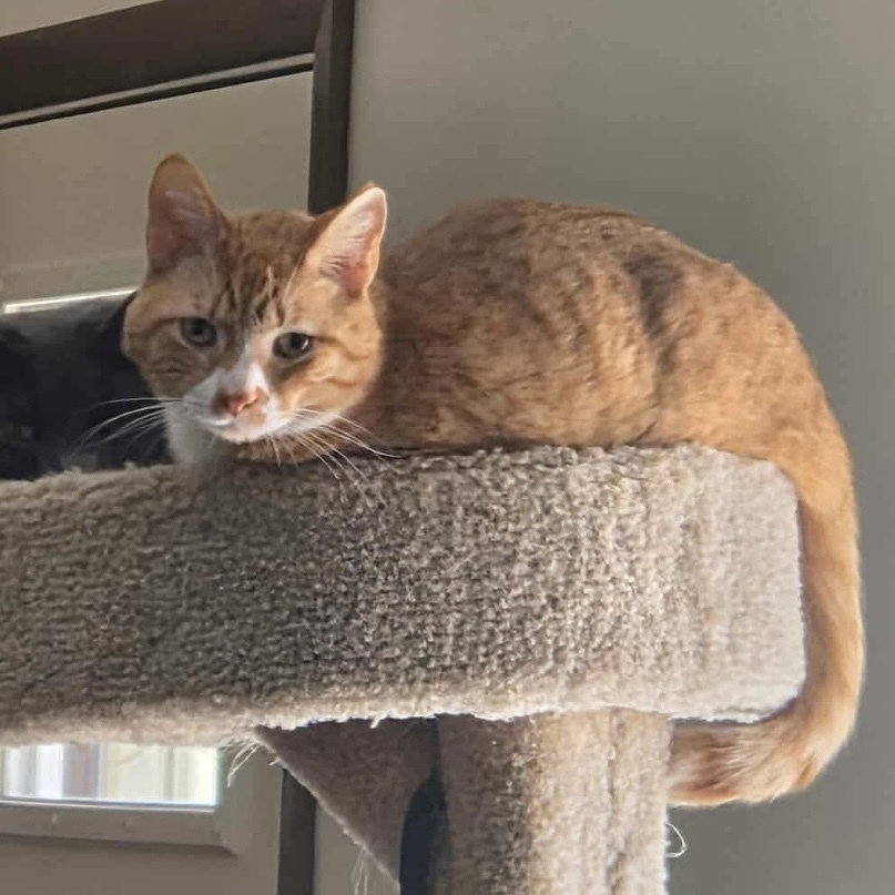 Biscuit Image