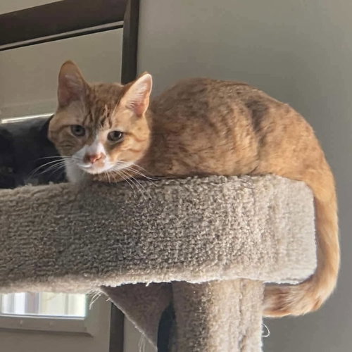 Biscuit, an adoptable Domestic Short Hair in Palatine, IL