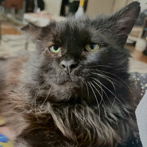 Henry, an adoptable Domestic Long Hair in Palatine, IL