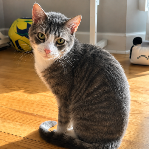 Tino T, a cat for adoption from Forever Fortunate Felines