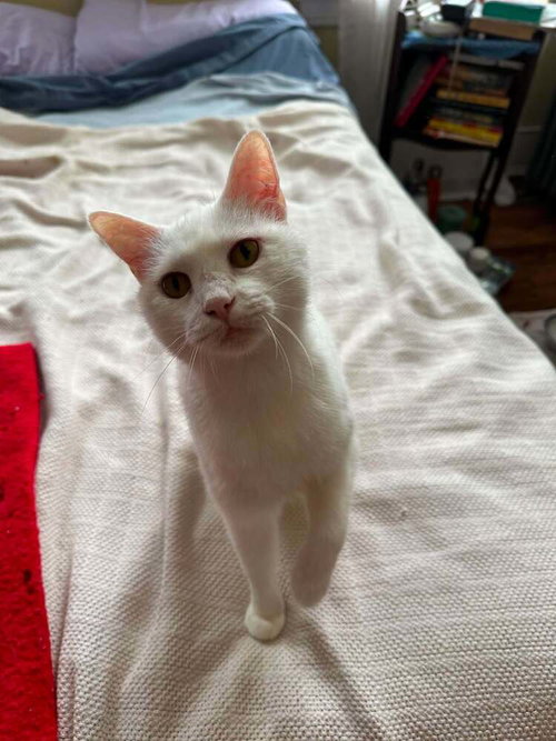 Ellie, Senior Domestic Short Hair, cat for adoption in Orland Park, Illinois