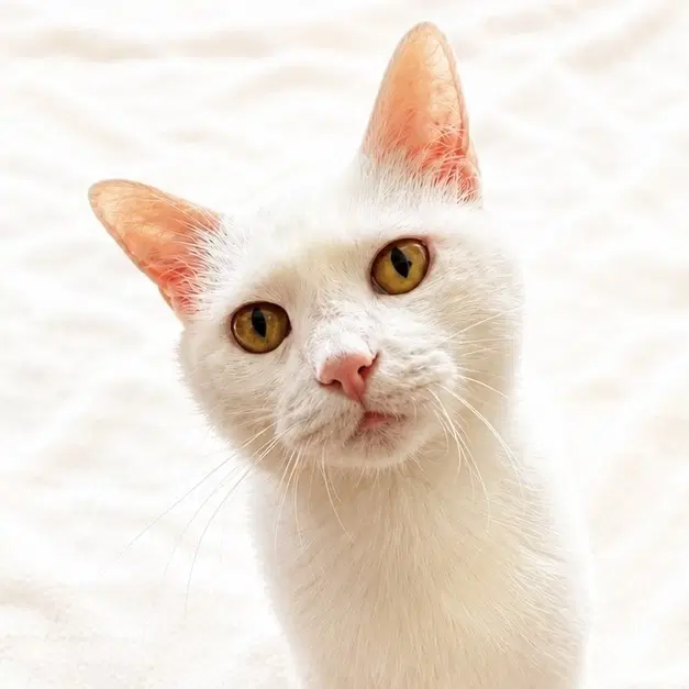 Ellie - Domestic Short Hair