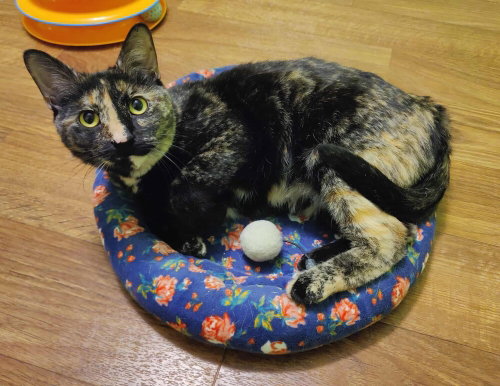 Photo 3 of Zora