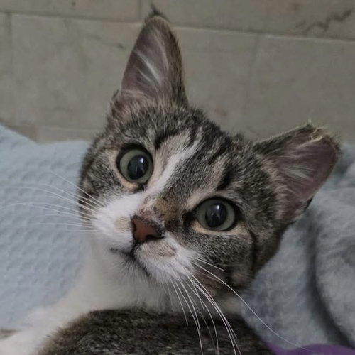 Azuri Aka Chiquilla, an adoptable Domestic Short Hair in Palatine, IL