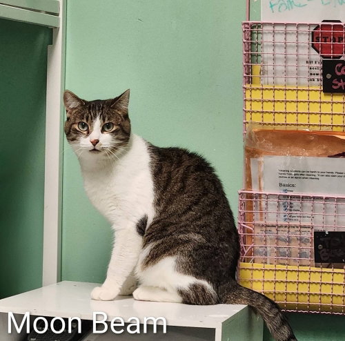 Moon Beam