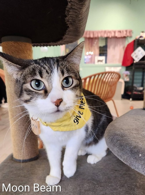 Moon Beam, Young Domestic Short Hair (short coat), cat for adoption in Cicero, Illinois