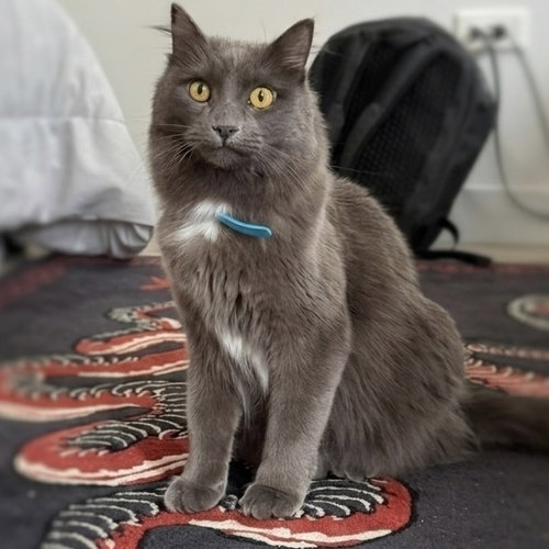 Beerus, an adoptable Nebelung in Palatine, IL