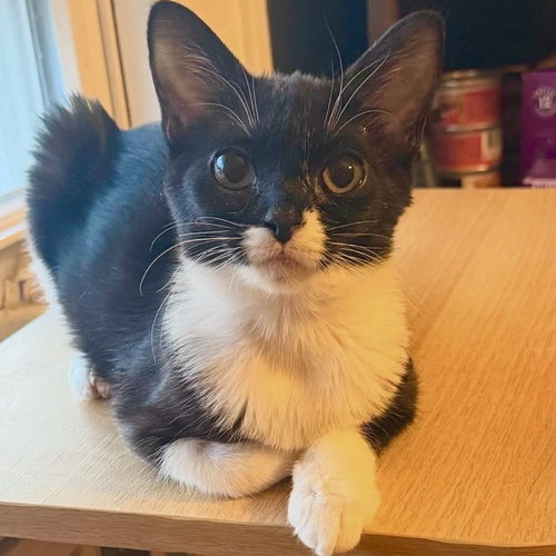 Penguin, an adoptable Domestic Short Hair in Palatine, IL