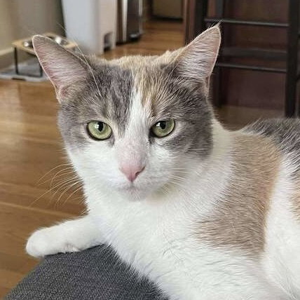 Joy, an adoptable Domestic Short Hair in Palatine, IL