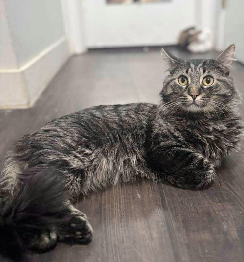 Ollie, an adoptable Domestic Medium Hair in Palatine, IL