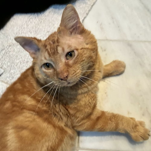 Truth, an adoptable Domestic Short Hair in Palatine, IL