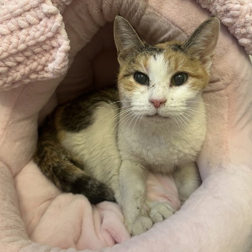 Missus, an adoptable Domestic Short Hair in Palatine, IL