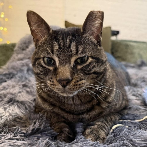 Mellow (aka Butter), an adoptable Domestic Short Hair in Palatine, IL